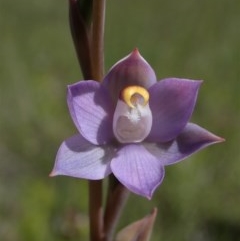 Thelymitra peniculata (Blue Star Sun-orchid) at Cook, ACT - 13 Oct 2020 by CathB