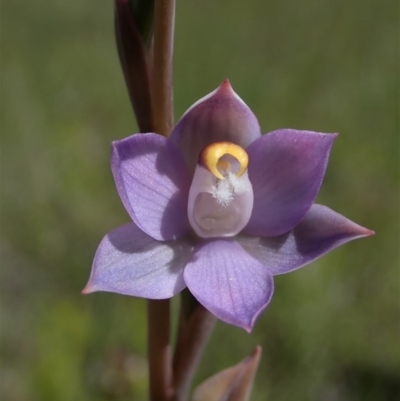 Thelymitra peniculata (Blue Star Sun-orchid) at Mount Painter - 13 Oct 2020 by CathB