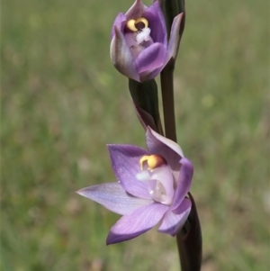 Thelymitra peniculata at Cook, ACT - 13 Oct 2020