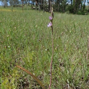 Thelymitra peniculata at Cook, ACT - 13 Oct 2020
