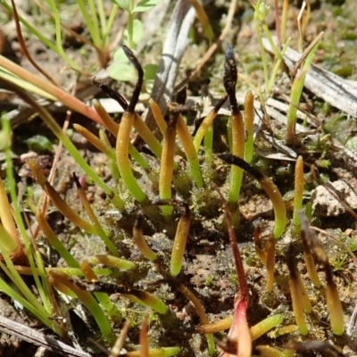 Phaeoceros sp. at Cook, ACT - 15 Oct 2020 by CathB