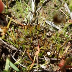 Phaeoceros sp. at Cook, ACT - 15 Oct 2020