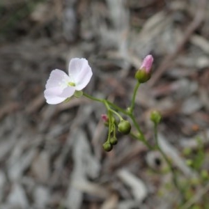 Drosera auriculata at Cook, ACT - 13 Oct 2020 03:05 PM