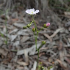 Drosera auriculata at Cook, ACT - 13 Oct 2020 03:05 PM