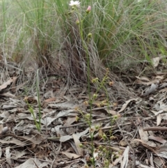 Drosera auriculata at Cook, ACT - 13 Oct 2020