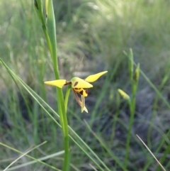 Diuris sulphurea (Tiger Orchid) at Cook, ACT - 14 Oct 2020 by CathB