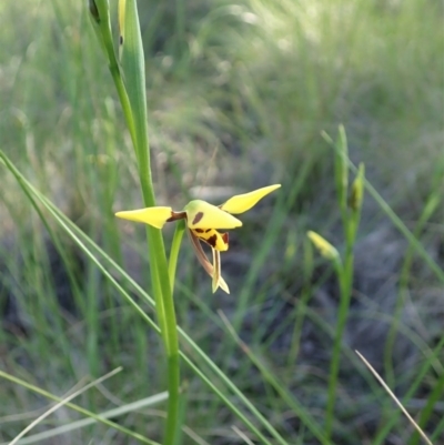 Diuris sulphurea (Tiger Orchid) at Cook, ACT - 14 Oct 2020 by CathB