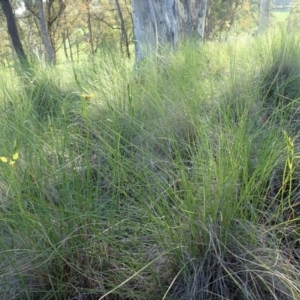 Diuris sulphurea at Cook, ACT - 14 Oct 2020