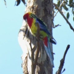 Platycercus eximius (Eastern Rosella) at Yass River, NSW - 16 Oct 2020 by SenexRugosus