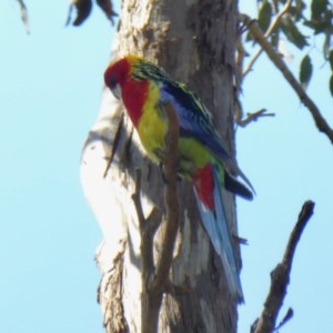 Platycercus eximius at Yass River, NSW - 16 Oct 2020