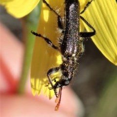 Eleale simplex (Clerid beetle) at Aranda Bushland - 15 Oct 2020 by CathB