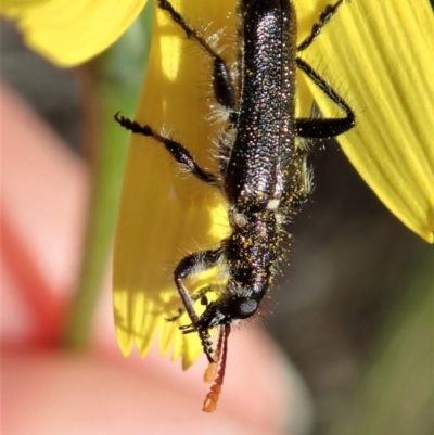 Eleale simplex (Clerid beetle) at Holt, ACT - 15 Oct 2020 by CathB