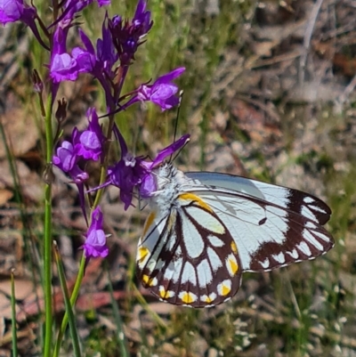 Belenois java (Caper White) at Denman Prospect, ACT - 15 Oct 2020 by AaronClausen
