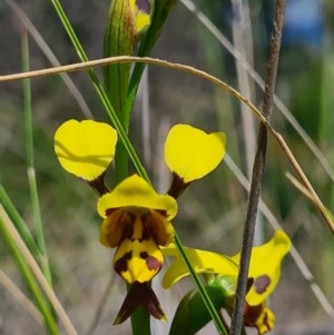 Diuris sulphurea at Denman Prospect, ACT - suppressed