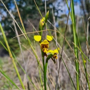 Diuris sulphurea at Denman Prospect, ACT - suppressed