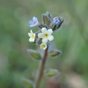 Myosotis discolor at Cook, ACT - 8 Oct 2020 05:14 PM