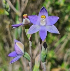 Thelymitra sp. (pauciflora complex) (Sun Orchid) at Denman Prospect, ACT - 15 Oct 2020 by AaronClausen