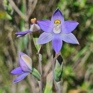 Thelymitra sp. (pauciflora complex) at Denman Prospect, ACT - suppressed