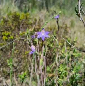 Thelymitra sp. (pauciflora complex) at Denman Prospect, ACT - suppressed