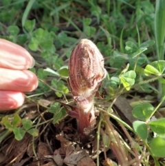 Orobanche minor (Broomrape) at Holt, ACT - 8 Oct 2020 by CathB