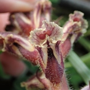 Orobanche minor at Holt, ACT - 8 Oct 2020 05:30 PM