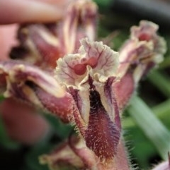 Orobanche minor at Holt, ACT - 8 Oct 2020