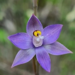 Thelymitra (Genus) (Sun Orchid) at Denman Prospect, ACT - 15 Oct 2020 by AaronClausen