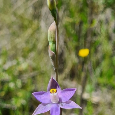 Thelymitra sp. (pauciflora complex) (Sun Orchid) at Denman Prospect, ACT - 15 Oct 2020 by AaronClausen