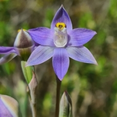Thelymitra sp. (pauciflora complex) (Sun Orchid) at Denman Prospect, ACT - 15 Oct 2020 by AaronClausen