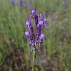 Linaria pelisseriana (Pelisser's Toadflax) at Cook, ACT - 14 Oct 2020 by CathB
