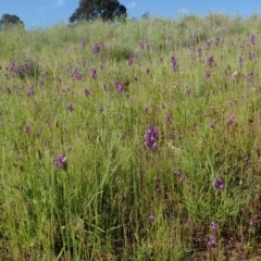 Linaria pelisseriana at Cook, ACT - 14 Oct 2020