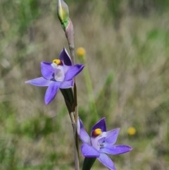 Thelymitra sp. (A Sun Orchid) at Denman Prospect, ACT - 15 Oct 2020 by AaronClausen