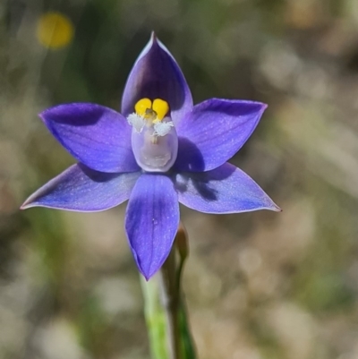 Thelymitra sp. (pauciflora complex) (Sun Orchid) at Denman Prospect, ACT - 15 Oct 2020 by AaronClausen