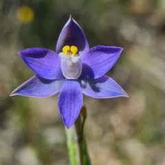 Thelymitra sp. (pauciflora complex) (A sun orchid) at Denman Prospect, ACT - 15 Oct 2020 by AaronClausen