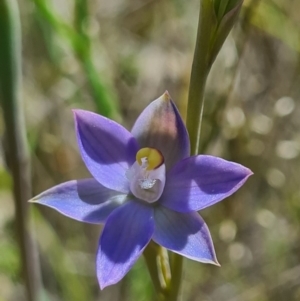 Thelymitra pauciflora at Denman Prospect, ACT - suppressed