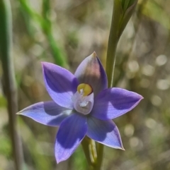 Thelymitra pauciflora (Slender Sun Orchid) at Denman Prospect, ACT - 15 Oct 2020 by AaronClausen
