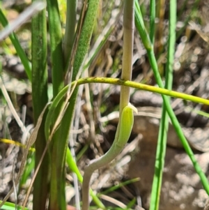 Thelymitra pauciflora at Denman Prospect, ACT - suppressed