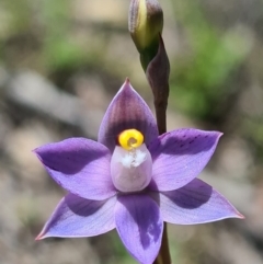 Thelymitra pauciflora (Slender Sun Orchid) at Denman Prospect, ACT - 15 Oct 2020 by AaronClausen