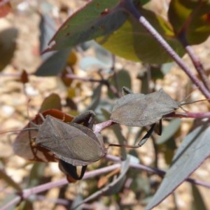 Amorbus sp. (genus) at Yass River, NSW - 16 Oct 2020