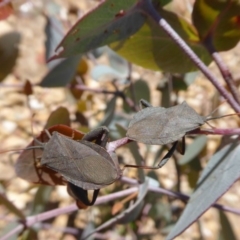 Amorbus sp. (genus) (Eucalyptus Tip bug) at Yass River, NSW - 16 Oct 2020 by SenexRugosus