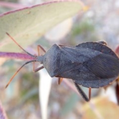 Amorbus sp. (genus) at Yass River, NSW - 16 Oct 2020