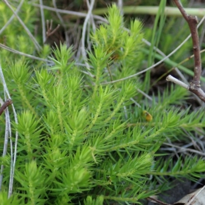 Acrotriche serrulata (Ground-berry) at Mount Painter - 14 Oct 2020 by CathB