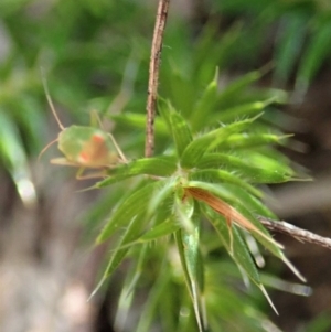 Acrotriche serrulata at Cook, ACT - 14 Oct 2020