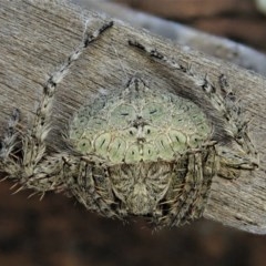 Dolophones sp. (genus) at Cook, ACT - suppressed