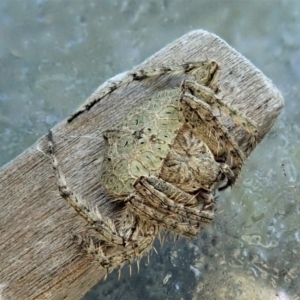 Dolophones sp. (genus) at Cook, ACT - suppressed