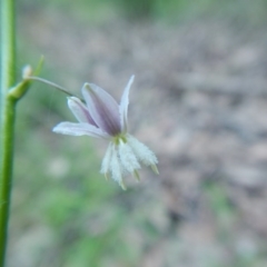 Arthropodium sp. South-east Highlands (N.G.Walsh 811) Vic. Herbarium at Bawley Point, NSW - 16 Oct 2020 by GLemann