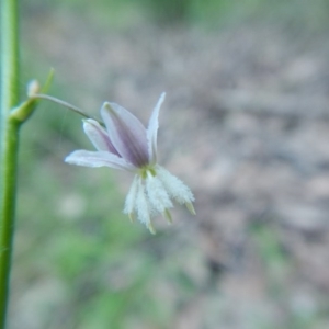 Arthropodium glareosorum at Bawley Point, NSW - 16 Oct 2020