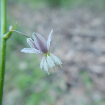 Arthropodium glareosorum (Yellow-anthered Rock Lily) at Bawley Point, NSW - 16 Oct 2020 by GLemann