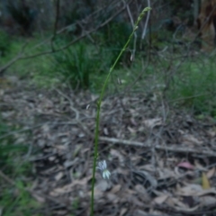 Arthropodium glareosorum at Bawley Point, NSW - 16 Oct 2020