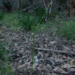 Arthropodium sp. South-east Highlands (N.G.Walsh 811) Vic. Herbarium at Bawley Point, NSW - 16 Oct 2020